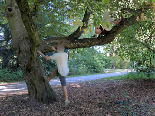 Foto: Zwei magische Bäume